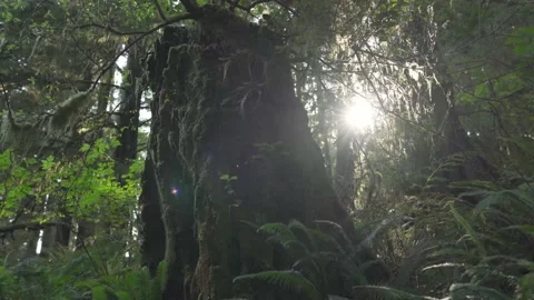 Tree Trunk in the Forest with Dappled Light and Solar Flare Vídeo Stock 165357875