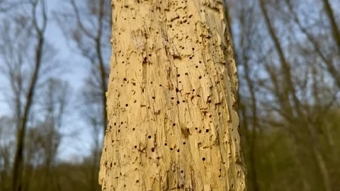 Tree Trunk In The Forest Destroyed By Wormholes Close Up Stock Footage 270520666