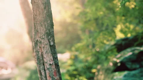 Tree trunk in a forest during daylight near rocks and greenery Stock Footage 340624491