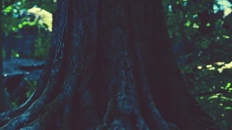 Tree trunk in a forest during daylight hours Stock Footage 342040497