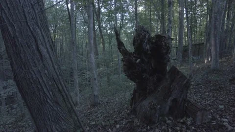 Tree trunk in the forest, establishing shot. Beautiful Nature in 4k 스톡 동영상 238693735