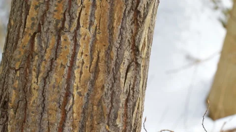 Tree trunk in the forest Video stock 87215393