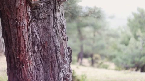 Tree Trunk in a Forest Stock Footage 303514276