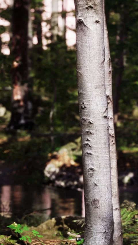 Tree trunk in a forest with greenery and a water reflection nearby Stock Footage 343163190