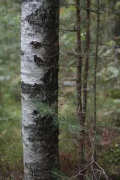 Tree trunk in a forest landscape Stock Photos