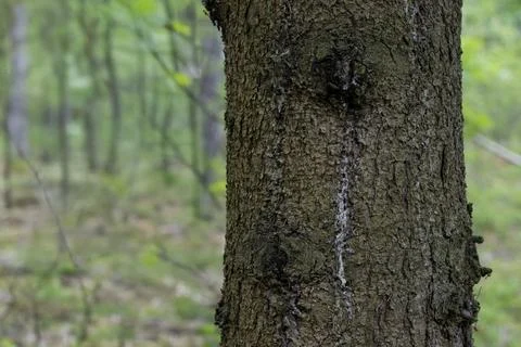 Tree trunk in the forest with moss and resin Stock Photos