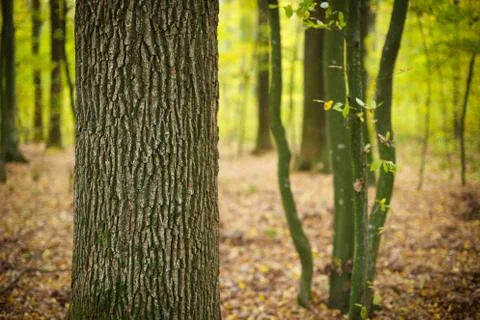 Tree trunk in forest Stock Photos