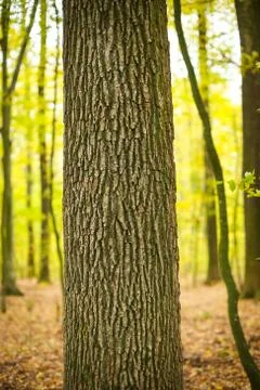 Tree trunk in forest Stock Photos