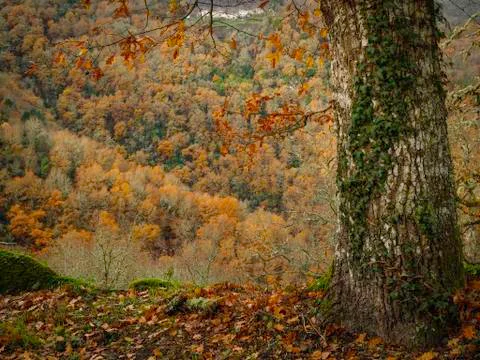 Tree trunk in the forest Stock Photos