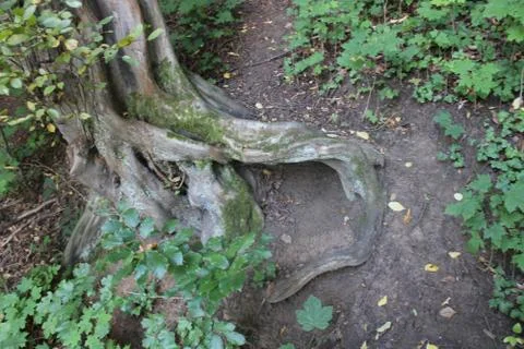 Tree trunk in the forest Stock Photos