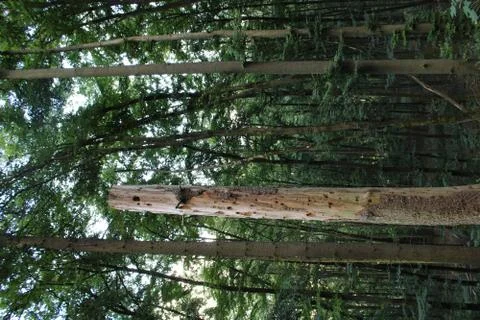 Tree trunk in the forest Stock Photos
