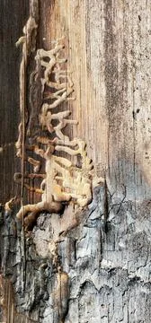 Tree trunk in the forest Stock Photos