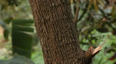 A tree trunk in the forest Stock Photos
