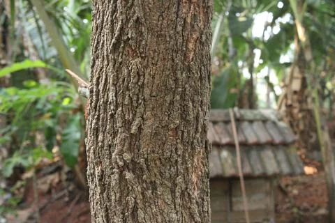 A tree trunk in the forest Stock Photos