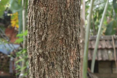 A tree trunk in the forest Stock Photos