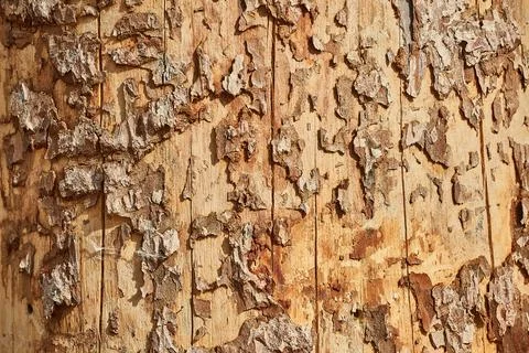 Tree trunk in a forest Stock Photos
