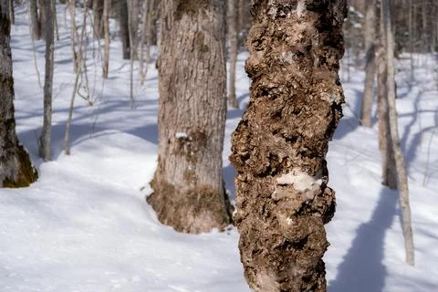 Tree trunk in the forest Stock Photos