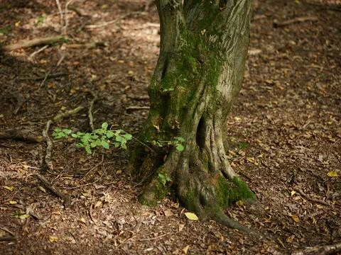 A tree trunk in the forest Stock Photos
