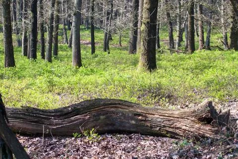 Tree trunk in the forest on the Posbank Stock Photos