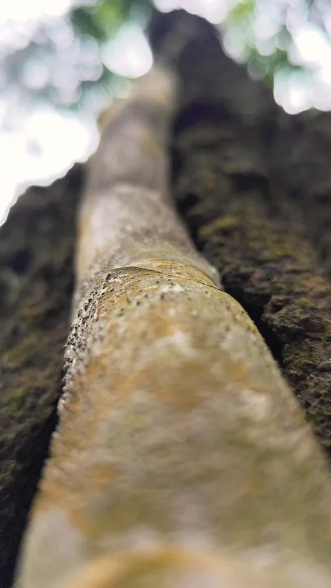 Tree trunk in the forest see from below 스톡 동영상 306766372
