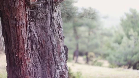 Tree Trunk in a Forest (Slow motion) Stock Footage 303516173