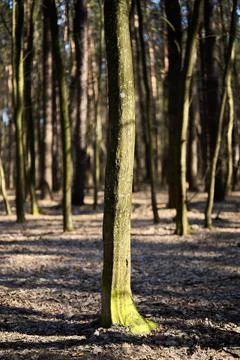 Tree trunk in the forest in springtime Stock Photos