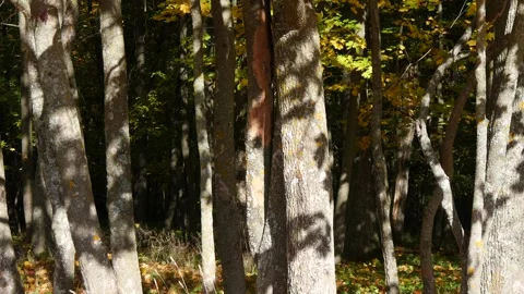 Tree trunk in the forest on a summer day. Stock Footage 318566223