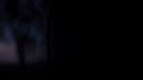 Tree trunk in forest at sunset Video stock 94884266