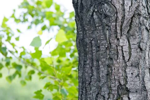 Tree trunk in the forest. Tree bark close-up. Stock Photos