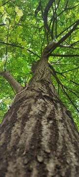 Tree trunk in the forest. View from below Stock Photos