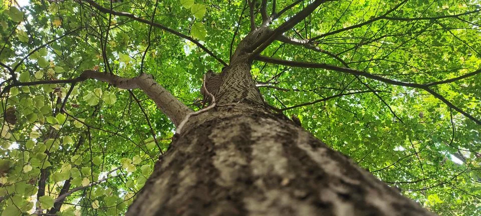 Tree trunk in the forest. View from below Фото