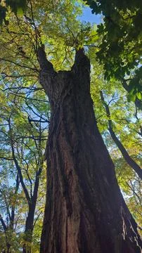 Tree trunk in the forest. View from below Stock Photos