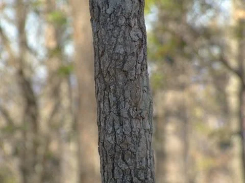 Tree trunk forest woods bark Stock Photos