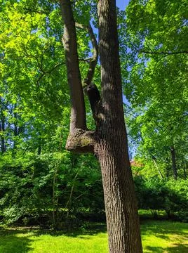 Tree trunk in the form of number four. 写真素材