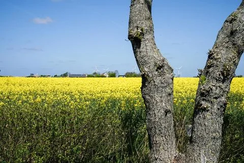 A tree trunk frames a bright yellow rapeseed field under a blue sky with wind Stock Photos