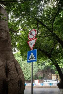 Tree-trunk frames street signs beneath green canopy Stock Photos