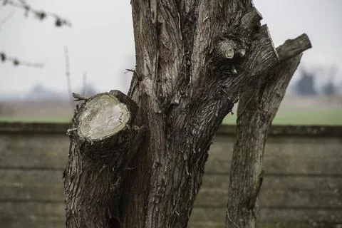 Tree trunk with fresh cut branch after pruning Stock Photos