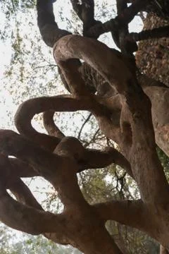 A tree trunk with fresh tree in the background Fotos de archivo