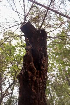 A tree trunk with fresh tree in the background Fotos de archivo