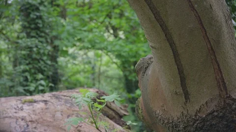 Tree trunk in front of nature path Vidéo 75460370