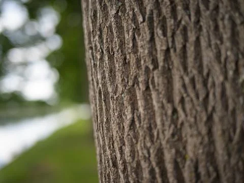 A tree trunk in front of a path with a meadow Stock Photos