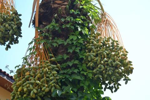 On a tree trunk full of dates Stock Photos