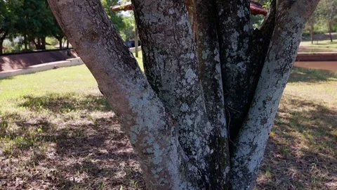 Tree with a trunk full of lichens Stock Footage 273530103