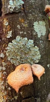 Tree trunk with fungi Stock Photos