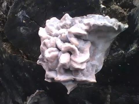 Tree trunk with fungus or some kind of mushroom, it's definitely not edible! Stock Footage 160232098