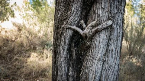 Tree trunk with funny branch formations Foto stock