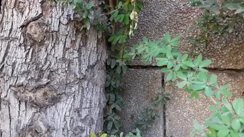 Tree trunk in garden Stock-Footage 155542190