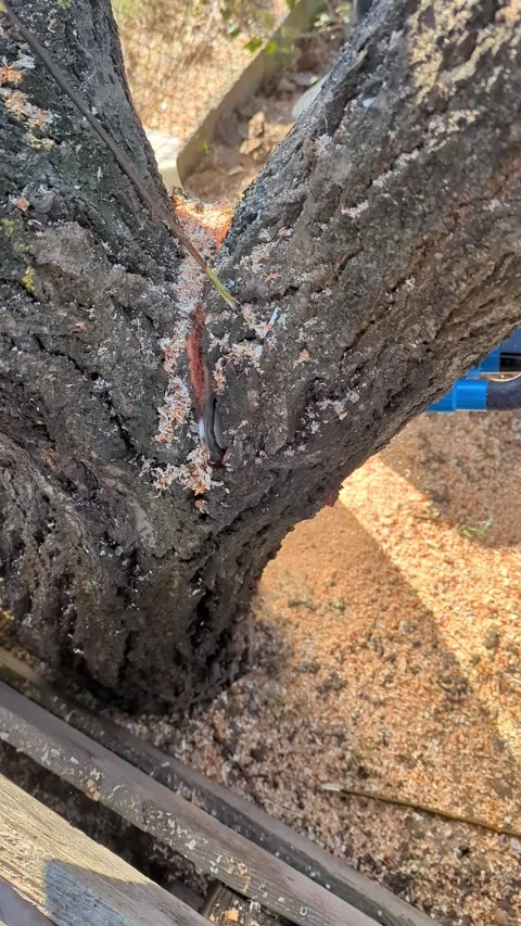 Tree trunk in garden, man cut tree with electric chainsaw, view from above Stock Footage 267689816