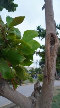 Tree Trunk in a Garden Natural Outdoor Photography Forest Concepts Stock Photos