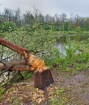 Tree trunk gnawed by a beaver near a river in the forest Fotos de archivo